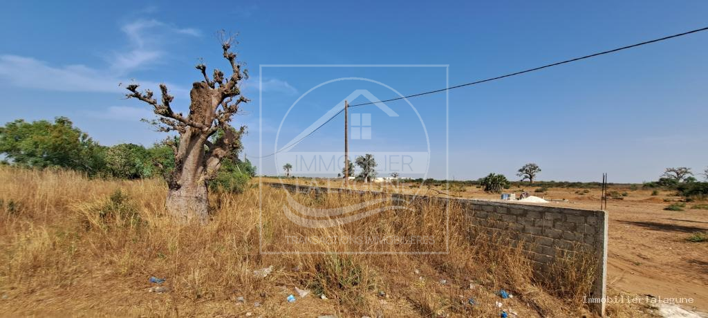 Vente Terrain NGUERIGNE SENEGAL  