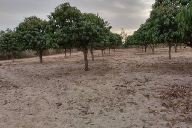 Vente Terrain NOTTO GOUY DIAMA SENEGAL  