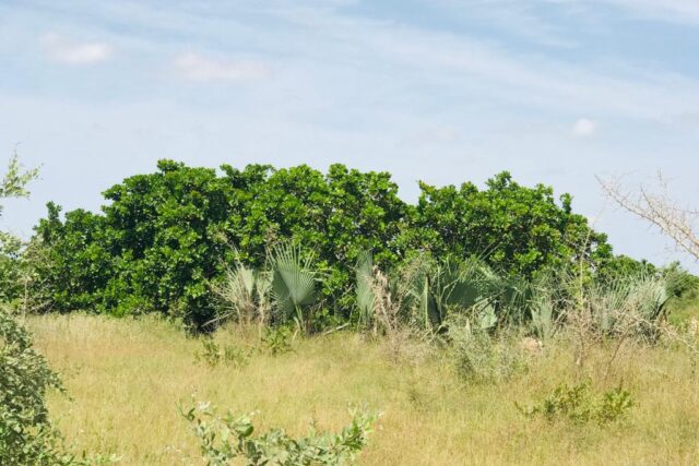 Vente Terrain PIRE SENEGAL  