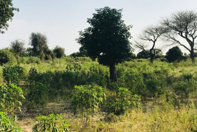 Vente Terrain PIRE SENEGAL  