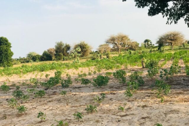 Vente Terrain PIRE SENEGAL  