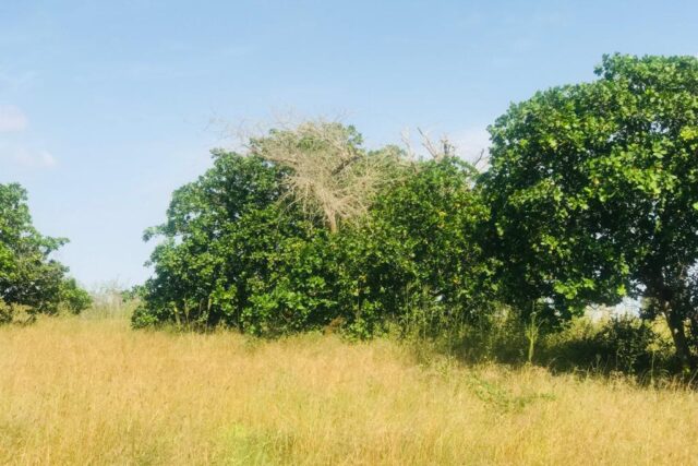 Vente Terrain PIRE SENEGAL  
