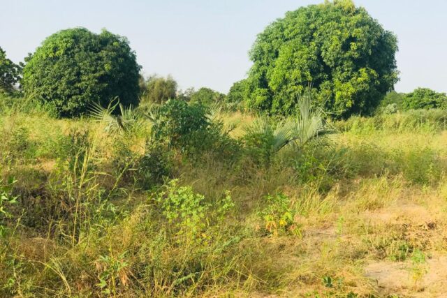 Vente Terrain PIRE SENEGAL  