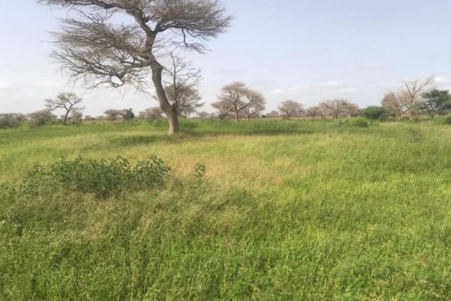 Vente Terrain PIRE SENEGAL  