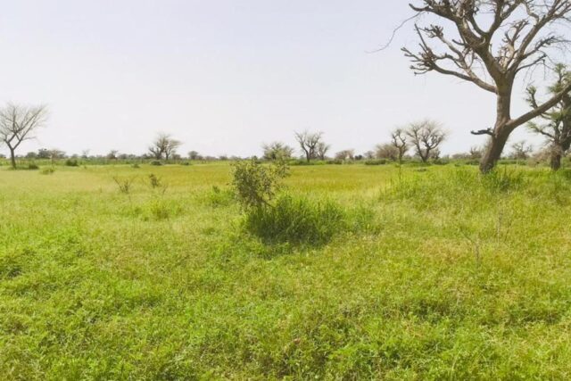 Vente Terrain PIRE SENEGAL  