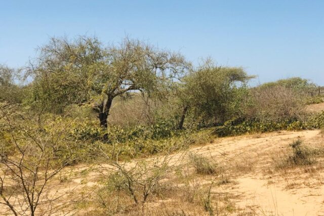 Vente Terrain SAINT-LOUIS SENEGAL  