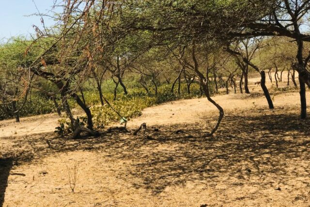 Vente Terrain SAINT-LOUIS SENEGAL  