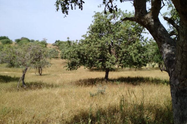 Vente Terrain SAINT-LOUIS SENEGAL  