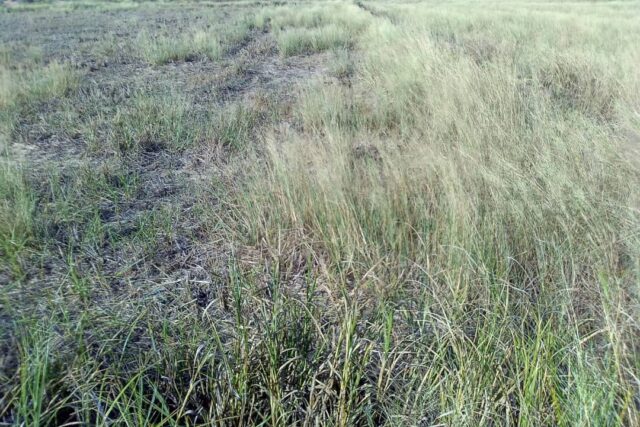 Vente Terrain SAINT-LOUIS SENEGAL  