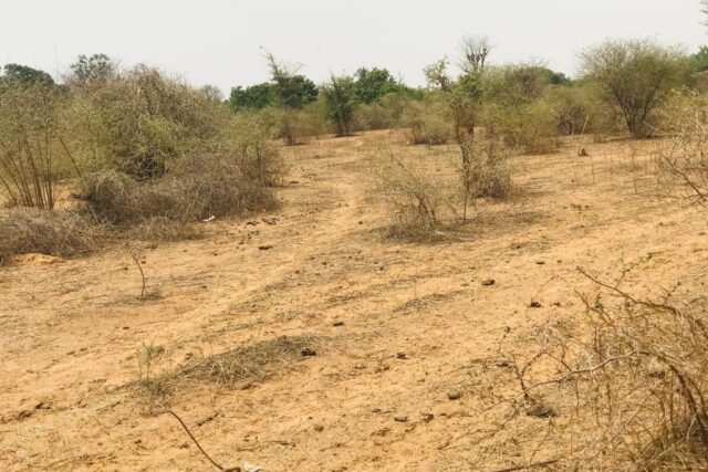 Vente Terrain SINDIA SENEGAL  
