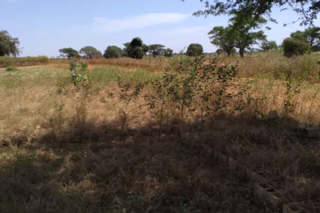 Vente Terrain TASSETTE SENEGAL  