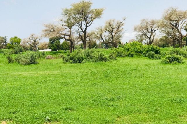 Vente Terrain TASSETTE SENEGAL  