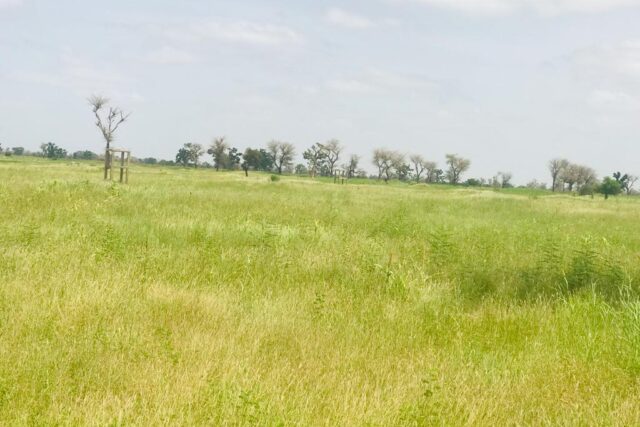 Vente Terrain TASSETTE SENEGAL  