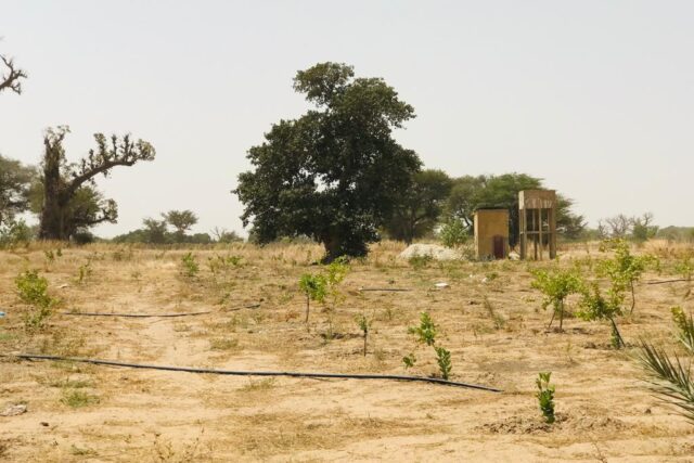 Vente Terrain TASSETTE SENEGAL  