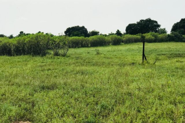 Vente Terrain TATAGUINE SENEGAL  