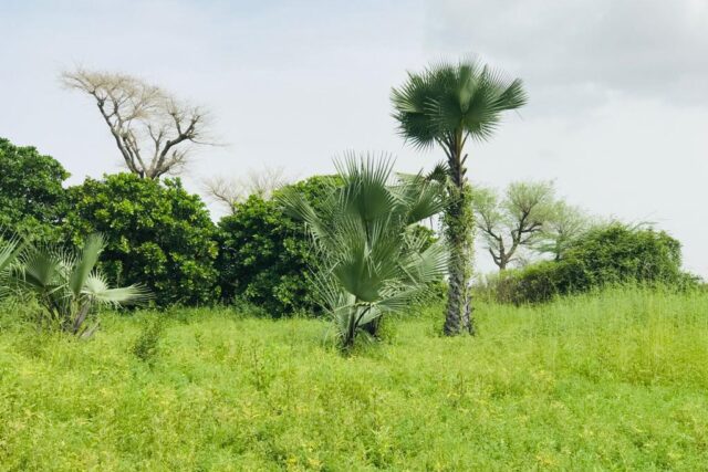 Vente Terrain TATAGUINE SENEGAL  