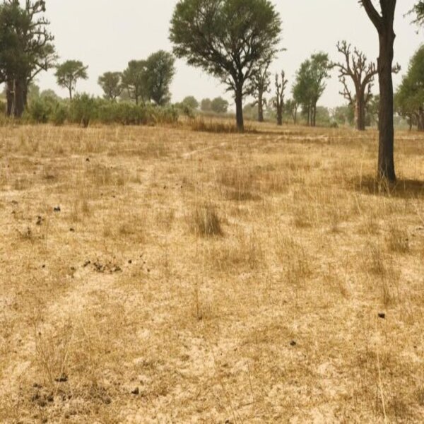 Vente Terrain THIENABA SENEGAL  