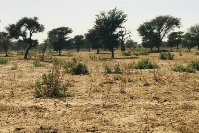 Vente Terrain THIENABA SENEGAL  
