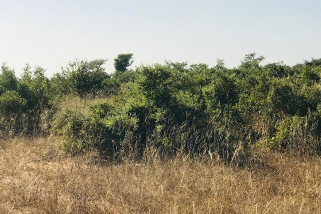 Vente Terrain THIENABA SENEGAL  