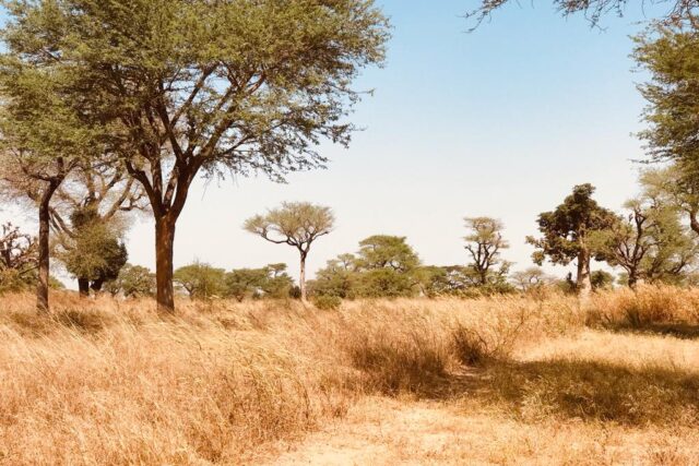Vente Terrain THIENABA SENEGAL  