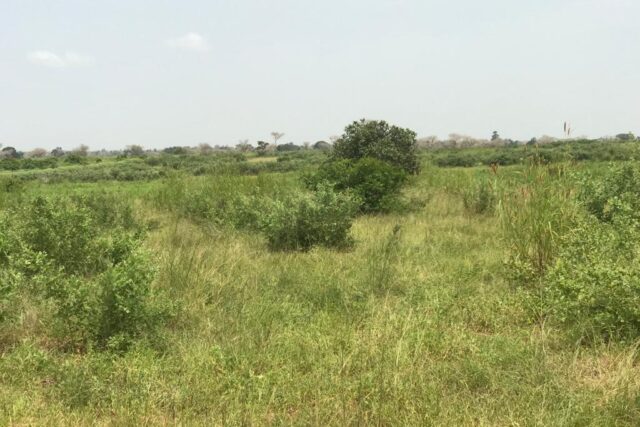 Vente Terrain THIENABA SENEGAL  