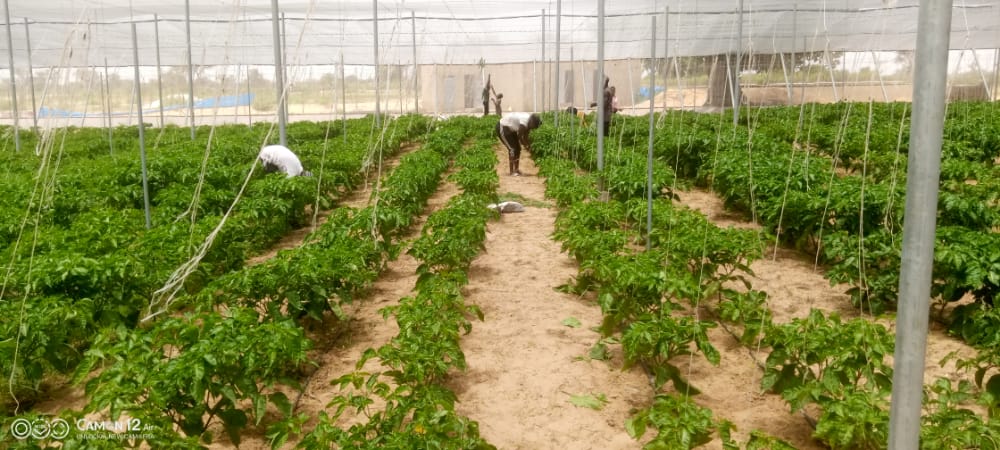 Vente Terrain THIES SENEGAL  