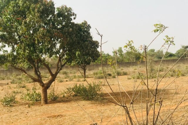 Vente Terrain THIES SENEGAL  