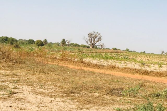 Vente Terrain THIES SENEGAL  