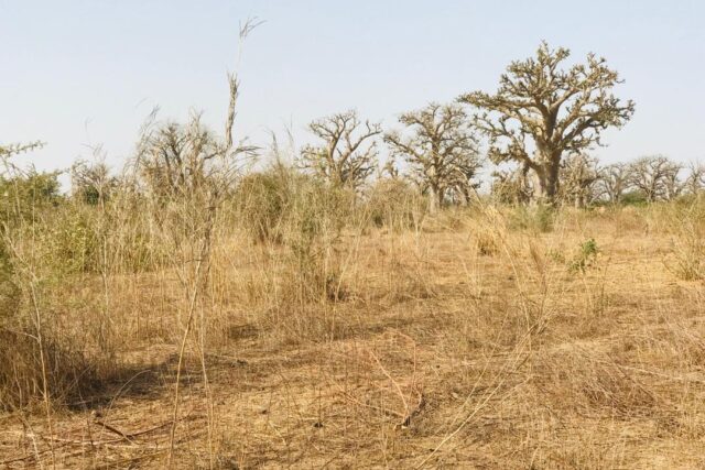 Vente Terrain THIES SENEGAL  