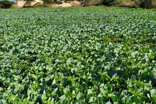 Vente Terrain THIES SENEGAL  