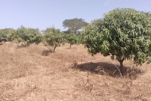 Vente Terrain THIES SENEGAL  