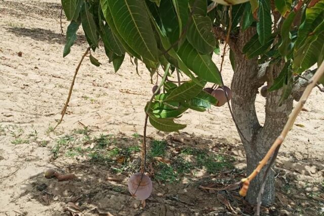 Vente Terrain THIES SENEGAL  