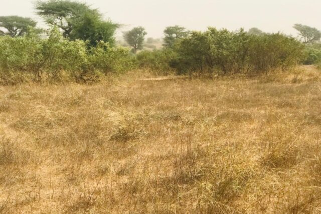 Vente Terrain THIES SENEGAL  