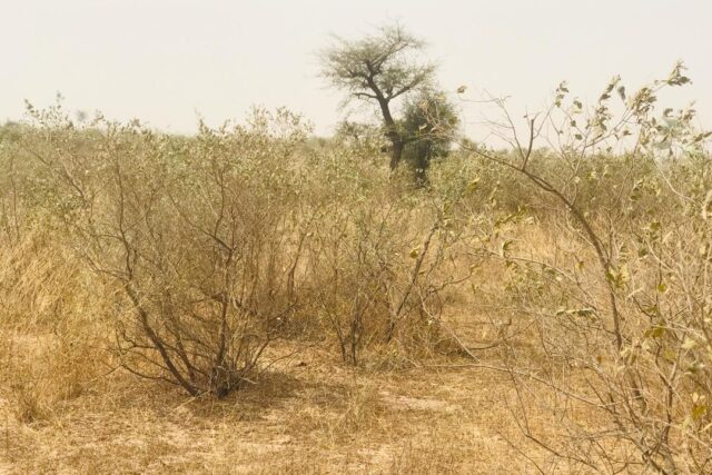 Vente Terrain THIES SENEGAL  