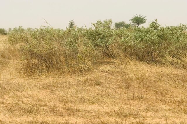 Vente Terrain THIES SENEGAL  