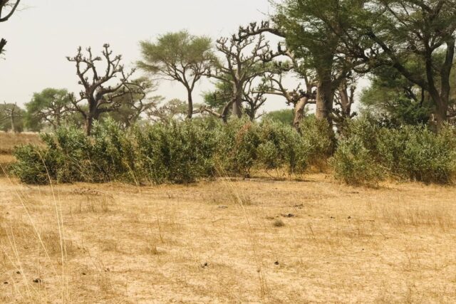 Vente Terrain THIES SENEGAL  