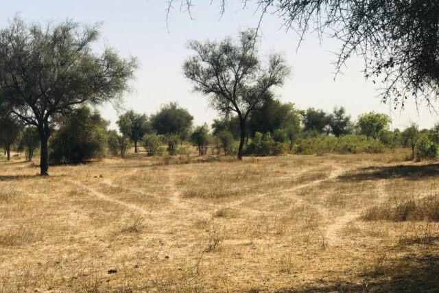 Vente Terrain THIES SENEGAL  