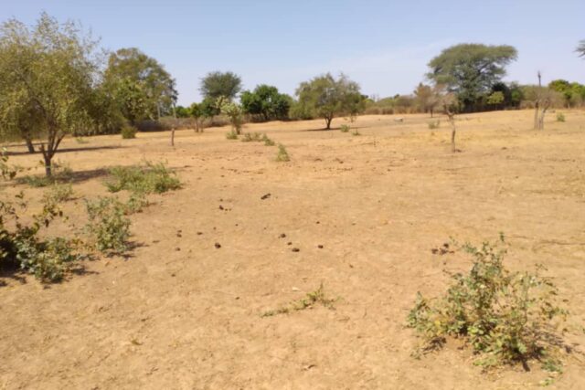 Vente Terrain THIES SENEGAL  