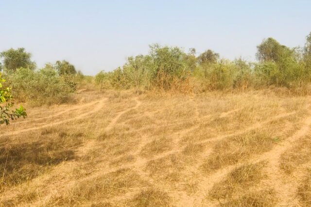Vente Terrain THIES SENEGAL  