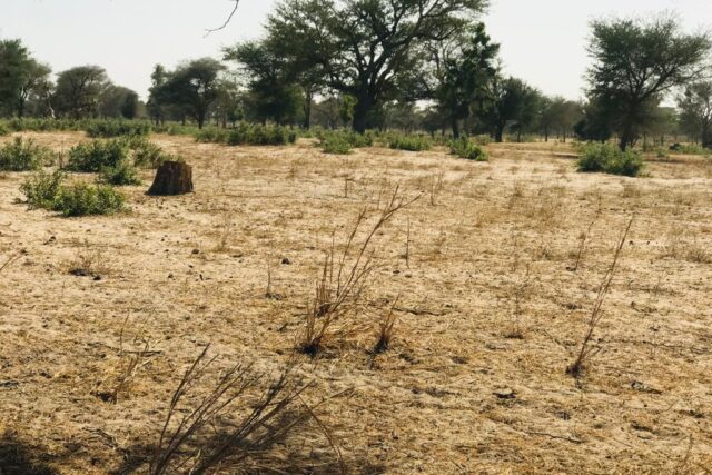 Vente Terrain THIES SENEGAL  