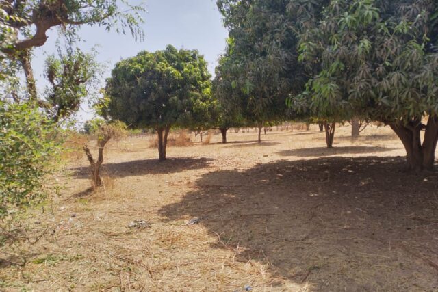 Vente Terrain THIES SENEGAL  
