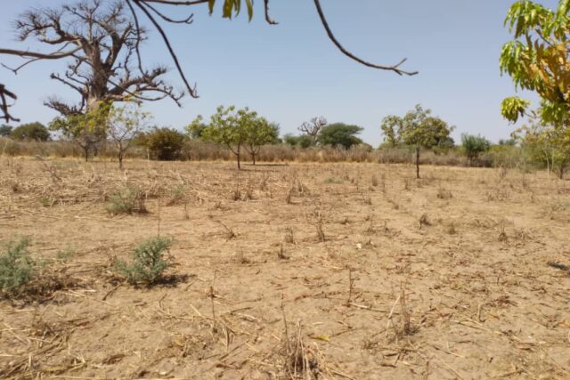 Vente Terrain THIES SENEGAL  