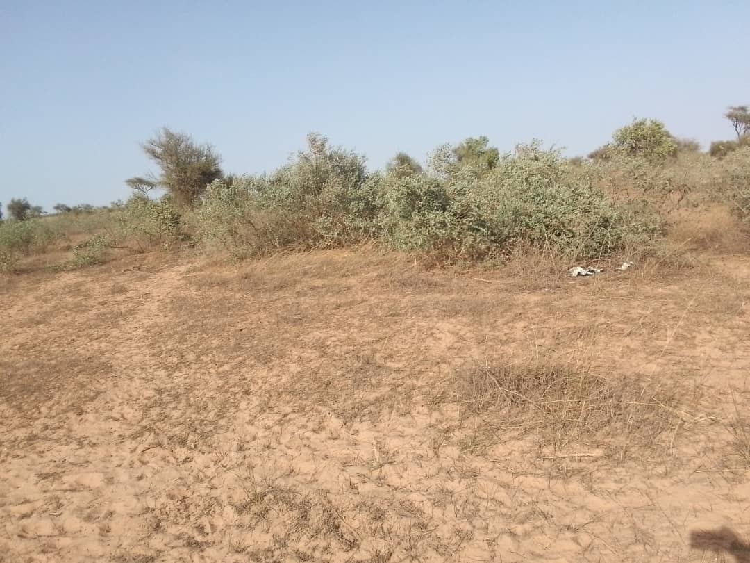 Vente Terrain THIES SENEGAL  