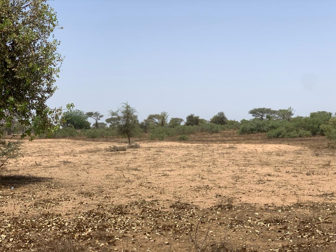 Vente Terrain THIES SENEGAL  