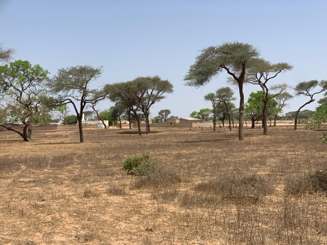 Vente Terrain THIES SENEGAL  