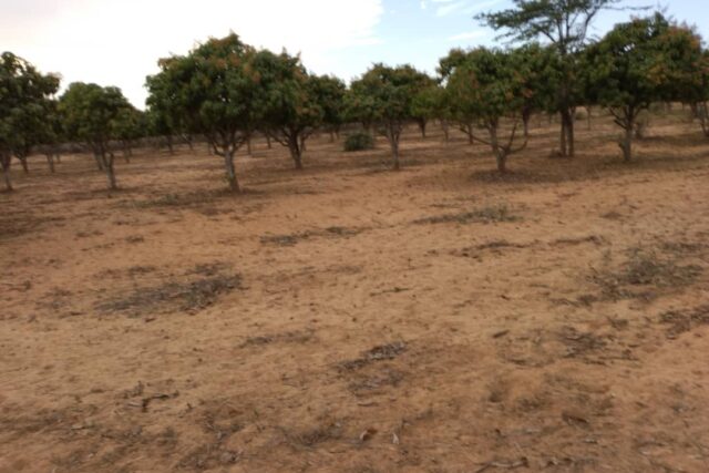 Vente Terrain THIES SENEGAL  