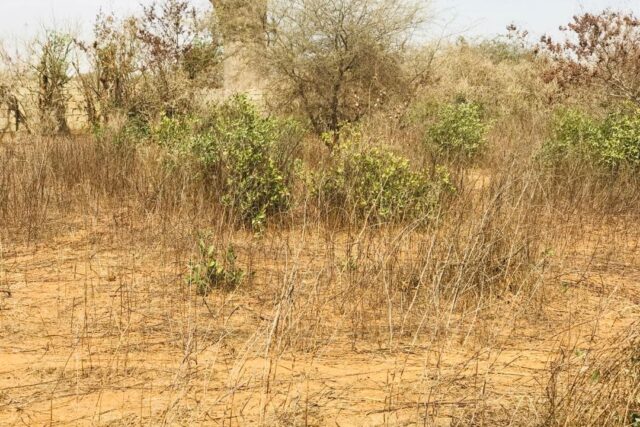 Vente Terrain THIES SENEGAL  