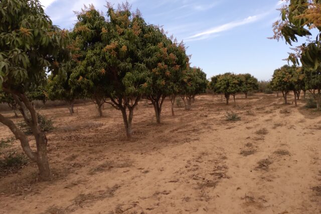 Vente Terrain THIES SENEGAL  