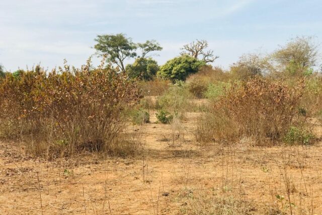 Vente Terrain THIES SENEGAL  