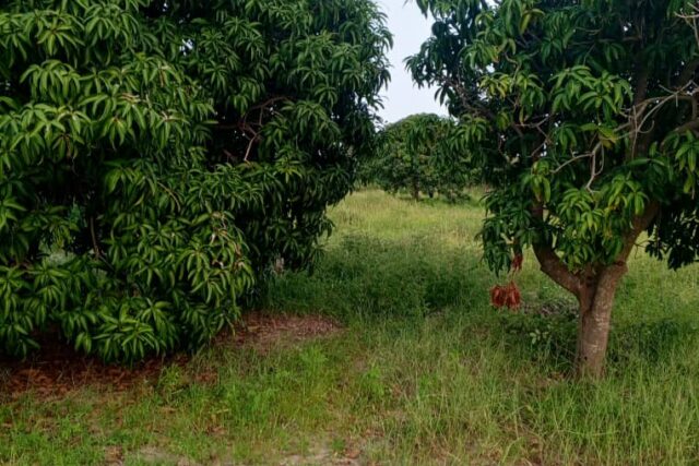 Vente Terrain THIES SENEGAL  